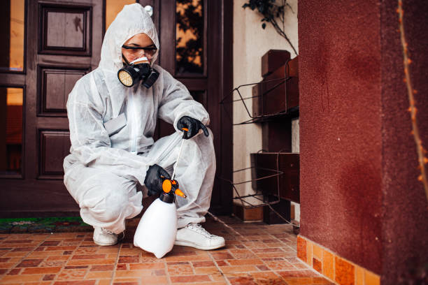 Reliable Wasp Removal contractor in Frankfort, IL by Show Me Pest Control